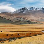 Grazing yaks in mongolian desert Von Dmitry Pichugin